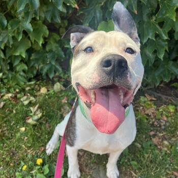 Dally -  Mixed Breed Dog for Adoption in Pittsburgh, Pennsylvania - Dally | PetCurious