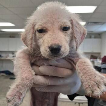 Larry -  Yellow Labrador Retriever Dog for Adoption in Grand Bay, Alabama - Larry | PetCurious