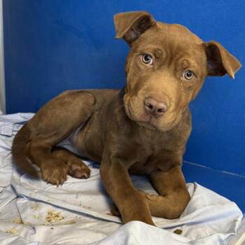 Mixed Breed Dogs Available for Adoption in Las Cruces, New Mexico - Macchiato | PetCurious