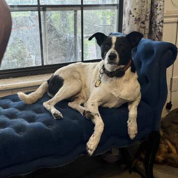 Neon -  Australian Cattle Dog Blue Heeler Dog for Adoption in Folkston, Georgia - Neon | PetCurious