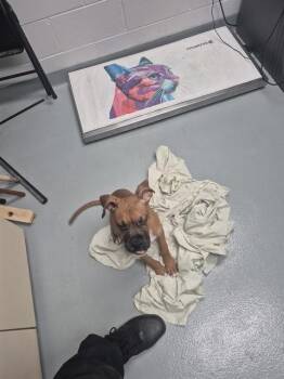 Boxer Dogs Available for Adoption - MAXINE | PetCurious