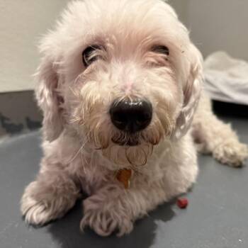 Mixed Breed Dogs Available for Adoption - Pebbles | PetCurious