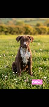KitKat -  Pointer Dog for Adoption in Seaside Heights, New Jersey - KitKat | PetCurious