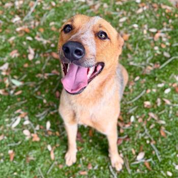 Mixed Breed and Cattle Dog Dogs Available for Adoption in Milton, Florida - Carnelian | PetCurious