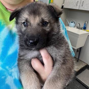 Mixed Breed Dogs Available for Adoption in Columbiana, Alabama - Bodie | PetCurious