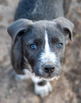 Mixed Breed Dogs Available for Adoption in Tyler, Texas - Quail | PetCurious