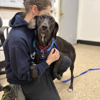 Labrador Retriever and Mixed Breed Dogs Available for Adoption in Boston, Massachusetts - PERCY | PetCurious