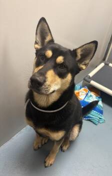 BUBS -  German Shepherd Dog and Mixed Breed Dog for Adoption in Houston, Texas - BUBS | PetCurious