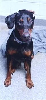 MELVIN -  Doberman Pinscher Dog for Adoption - MELVIN | PetCurious