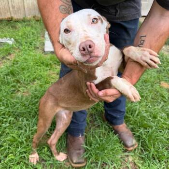 Mixed Breed Dogs Available for Adoption in Bentonville, Arkansas - Teresa | PetCurious