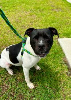 Alani -  Pit Bull Terrier Dog for Adoption in New Bern, North Carolina - Alani | PetCurious
