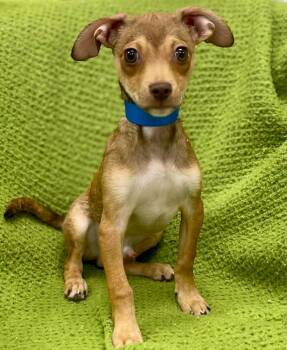 Chihuahua and Dachshund Dogs Available for Adoption - Rolo | PetCurious
