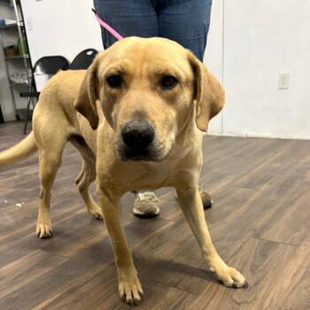 Labrador Retriever and Mixed Breed Dogs Available for Adoption in Tulsa, Oklahoma - Crane | PetCurious
