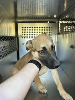 Rescue German Shepherd Dog and Mixed Breed Dogs for Adoption in Fort Worth, Texas - 59834019 | PetCurious