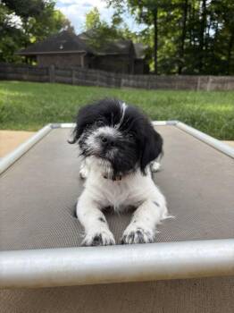 SYDNEY -  Shih Tzu Dog for Adoption in Southaven, Mississippi - SYDNEY | PetCurious