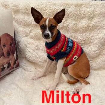 Chihuahua and Jack Russell Terrier Dogs Available for Adoption - Milton *Arriving 6/6* D11356 | PetCurious