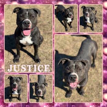 American Staffordshire Terrier Dogs Available for Adoption - Justice | PetCurious