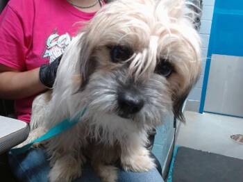 WINIFRED -  Shih Tzu and Mixed Breed Dog for Adoption in Albuquerque, New Mexico - WINIFRED | PetCurious