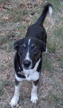 Birmingham -  Border Collie Dog for Adoption in Boston, Massachusetts - Birmingham | PetCurious