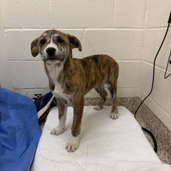 Mixed Breed Dogs Available for Adoption - Ruby | PetCurious