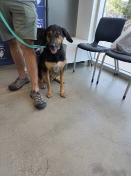 Rescue Black And Tan Coonhound and Mixed Breed Dogs for Adoption in Fort Worth, Texas - Harley | PetCurious
