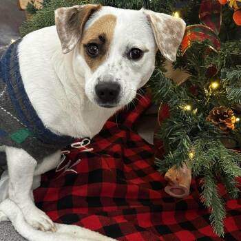 Lorna -  Terrier and Mixed Breed Dog for Adoption in New York, New York - Lorna | PetCurious
