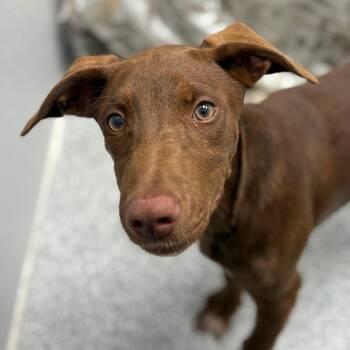 Chocolate Labrador Retriever and Mixed Breed Dogs Available for Adoption in Monticello, Iowa - Swiss Roll | PetCurious