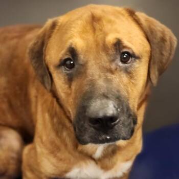 Atlas -  Mastiff Dog for Adoption - Atlas | PetCurious