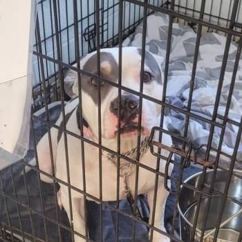 Rescue Pit Bull Terrier Dogs for Adoption in East St. Louis, Illinois - Asiago | PetCurious