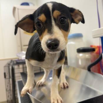 Skippy -  Chihuahua and Mixed Breed Dog for Adoption in Naperville, Illinois - Skippy | PetCurious