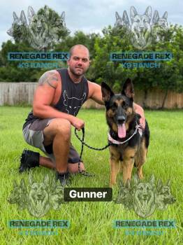 Gunner -  German Shepherd Dog Dog for Adoption - Gunner | PetCurious