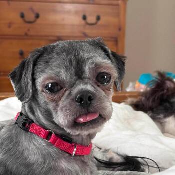 Shih Tzu Dogs Available for Adoption - Agatha | PetCurious