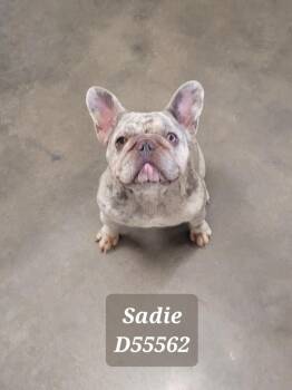 Sadie -  French Bulldog Dog for Adoption in Clarksville, Tennessee - Sadie | PetCurious