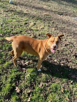 Duke (Courtesy) -  American Staffordshire Terrier Dog Available for Adoption in Holly Springs, North Carolina - Duke (Courtesy) | PetCurious