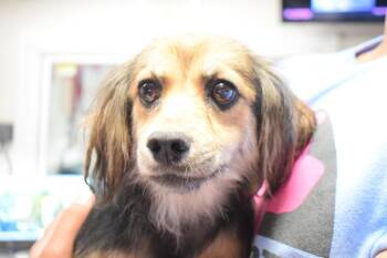 Chihuahua Dogs Available for Adoption in Pahrump, Nevada - Hailey | PetCurious