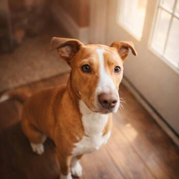 Labrador Retriever and Treeing Walker Coonhound Dogs Available for Adoption - SCOTTY - Adoption Sponsored! | PetCurious