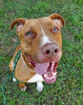 Rescue Pit Bull Terrier Dogs for Adoption in Williamsport, Pennsylvania - Goose | PetCurious