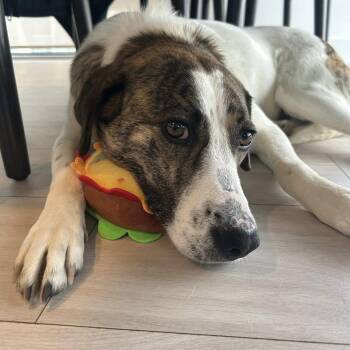 Mixed Breed Dogs Available for Adoption - Madison | PetCurious