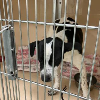 SVAS-Stray-39516 -  Hound and Mixed Breed Dog for Adoption in Lyndhurst, Virginia - SVAS-Stray-39516 | PetCurious