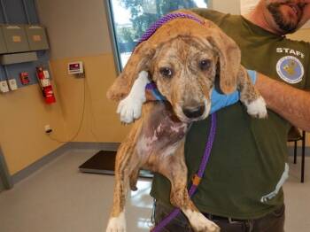 SPARROW -  Pit Bull Terrier Dog for Adoption in San Jose, California - SPARROW | PetCurious