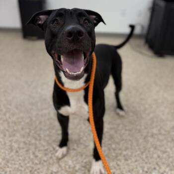 Colter -  Pit Bull Terrier and Mixed Breed Dog for Adoption in Bullhead City, Arizona - Colter | PetCurious