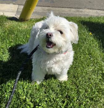 Poodle and Maltese Dogs Available for Adoption in Modesto, California - Faith | PetCurious