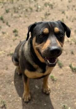 Rottweiler and Mixed Breed Dogs Available for Adoption in Riverside, California - FREDDIE K | PetCurious