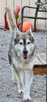 Lazarus -  Siberian Husky Dog for Adoption in Sumter, South Carolina - Lazarus | PetCurious