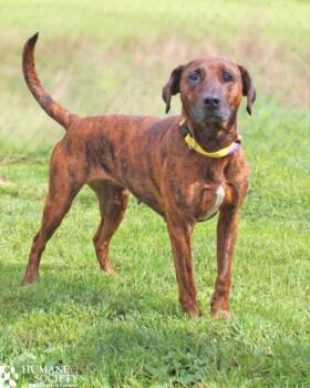 BINDI -  Plott Hound and Mixed Breed Dog for Adoption in Hagerstown, Maryland - BINDI | PetCurious