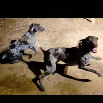 German Shorthaired Pointer Dogs Available for Adoption - Scout | PetCurious