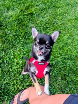 OREO -  Chihuahua Dog for Adoption in Toronto, Ontario - OREO | PetCurious