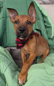 Luke -  German Shepherd Dog and Labrador Retriever Dog for Adoption - Luke | PetCurious