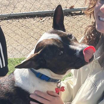 Rescue Mixed Breed Dogs for Adoption in Austin, Texas - The Sundance Kid | PetCurious