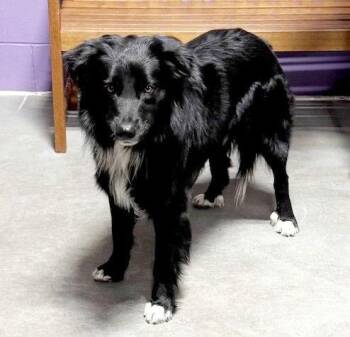 Border Collie Dogs Available for Adoption - **MAGNUM** | PetCurious